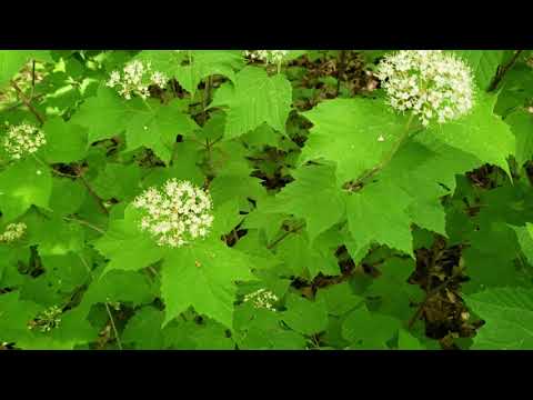 วีดีโอ: ใบเมเปิ้ล viburnum กินได้หรือไม่?