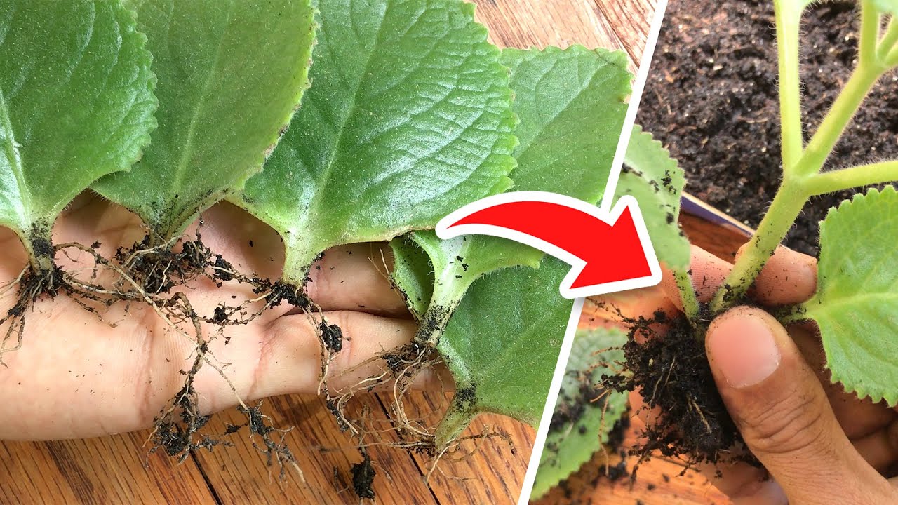 Я пробовал размножать ЛИСТЬЯМИ, и это случилось 🍃 | Воспроизведение руды ЛИСТЬЯМИ ✅