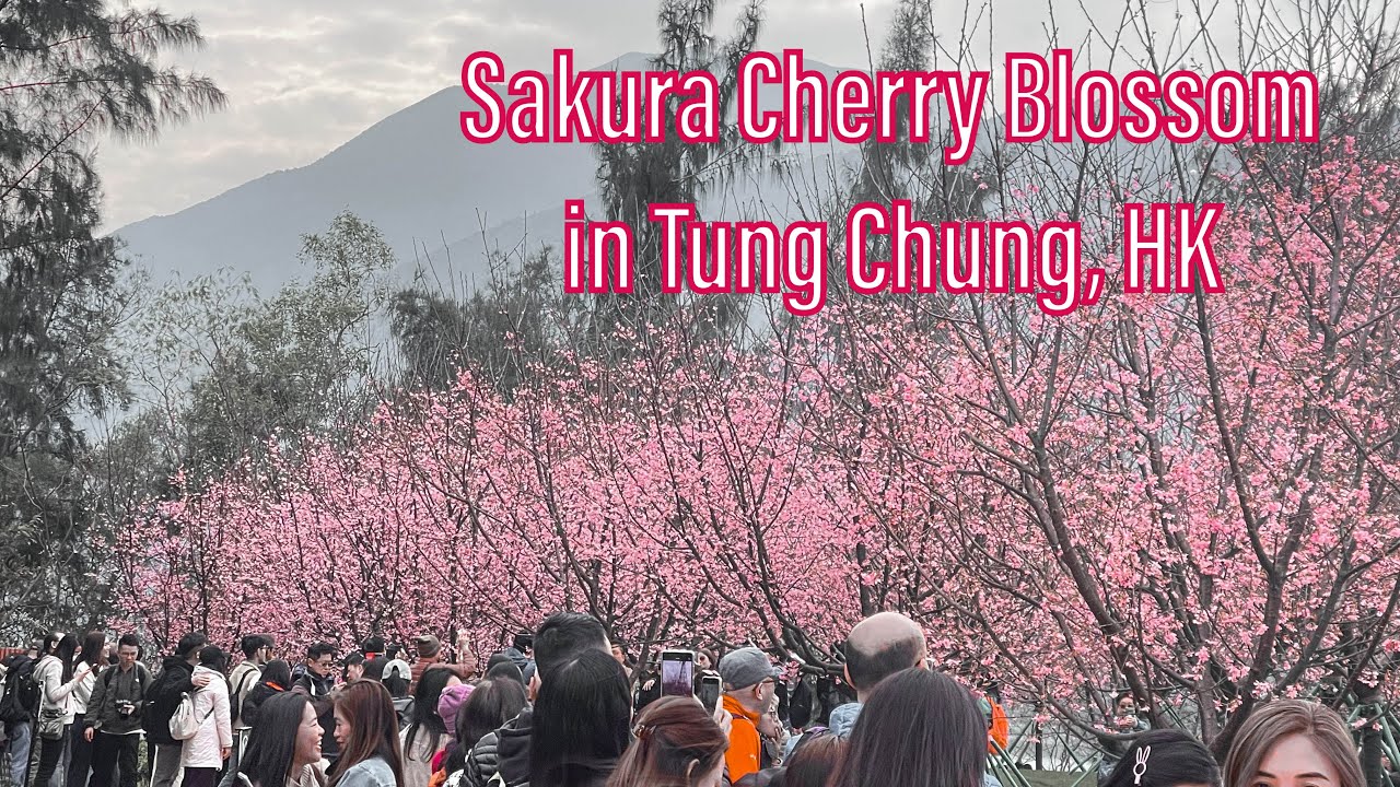 HKIA CHERRY BLOSSOM IN TUNG CHUNG, HONG KONG | HKIA CHERRY BLOSSOM ...