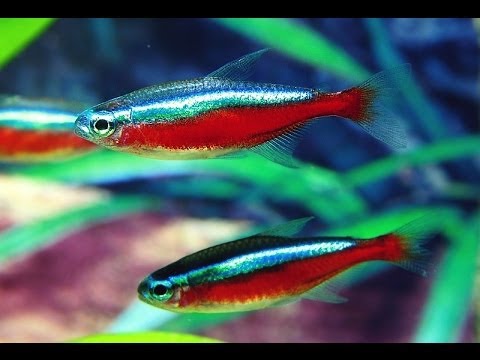 dew drop road sudbury Neon Tetra Fish