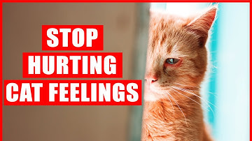 40 Things that EMOTIONALLY Hurt Your Cat, Without You Even Realizing It