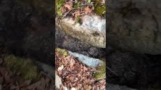 Spring water off grid campsite #offgridcamping