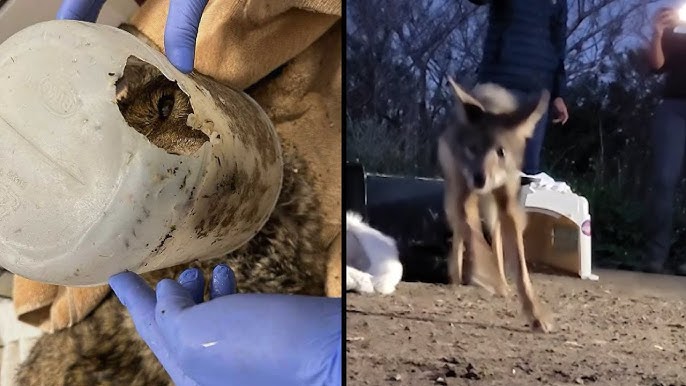 Coyote Found With Bucket On Head Released Into Wild