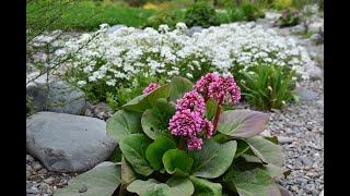 Бадан сердцелистный (Bergenia cordifolia)