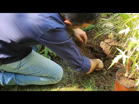 Video: Texas Star Hibiscus Care - Come coltivare piante di Texas Star Hibiscus