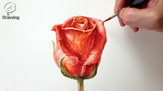 Watercolor Painting of Rose Flower 수채화 장미 꽃 그림그리기