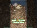 WARNING ⚠️ LIVE FEEDING #warning #live #feed #feeding #batman #brucewayne #clown #snake #animals #bp