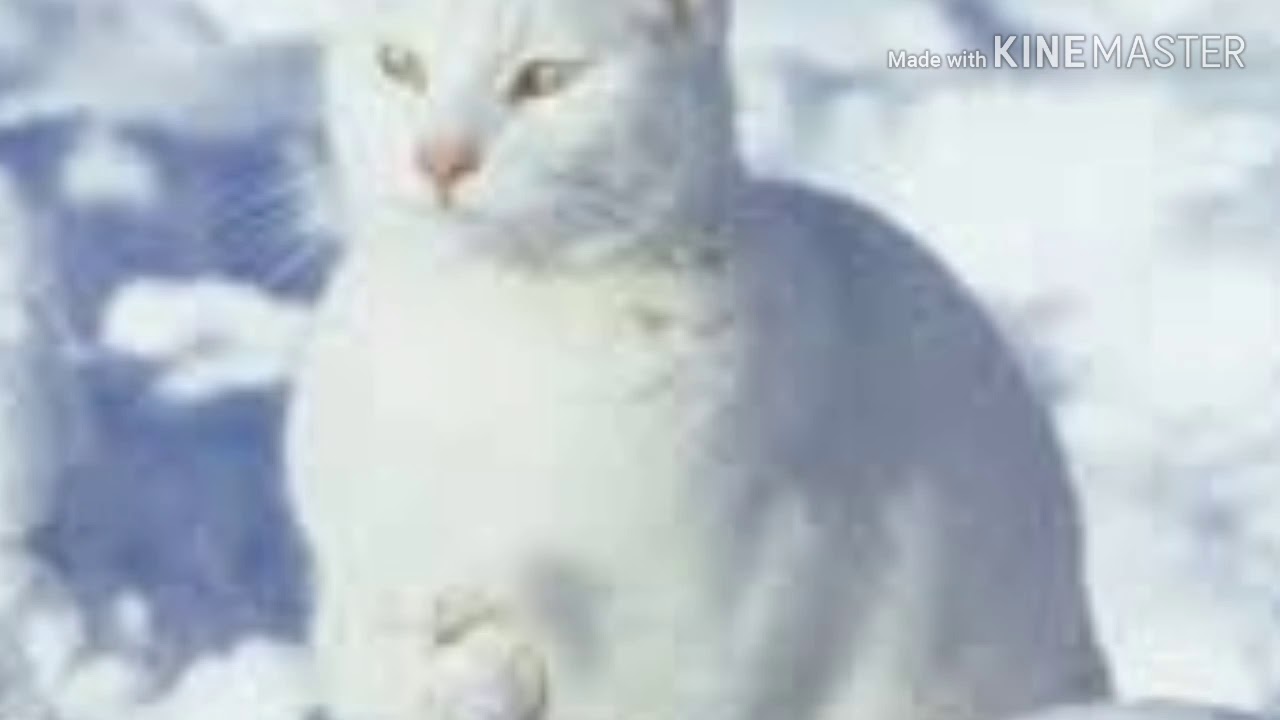 a cat shapeshifter Subliminal YouTube