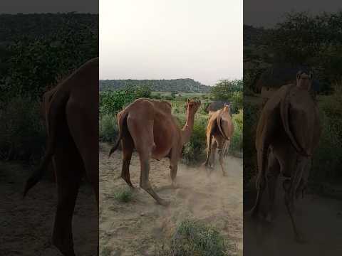 الجمل في الصحراء الذي يتجول في الصحراء في الصباح كلاهما معا