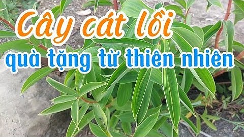 Cây cát lồi chữa bệnh gì?