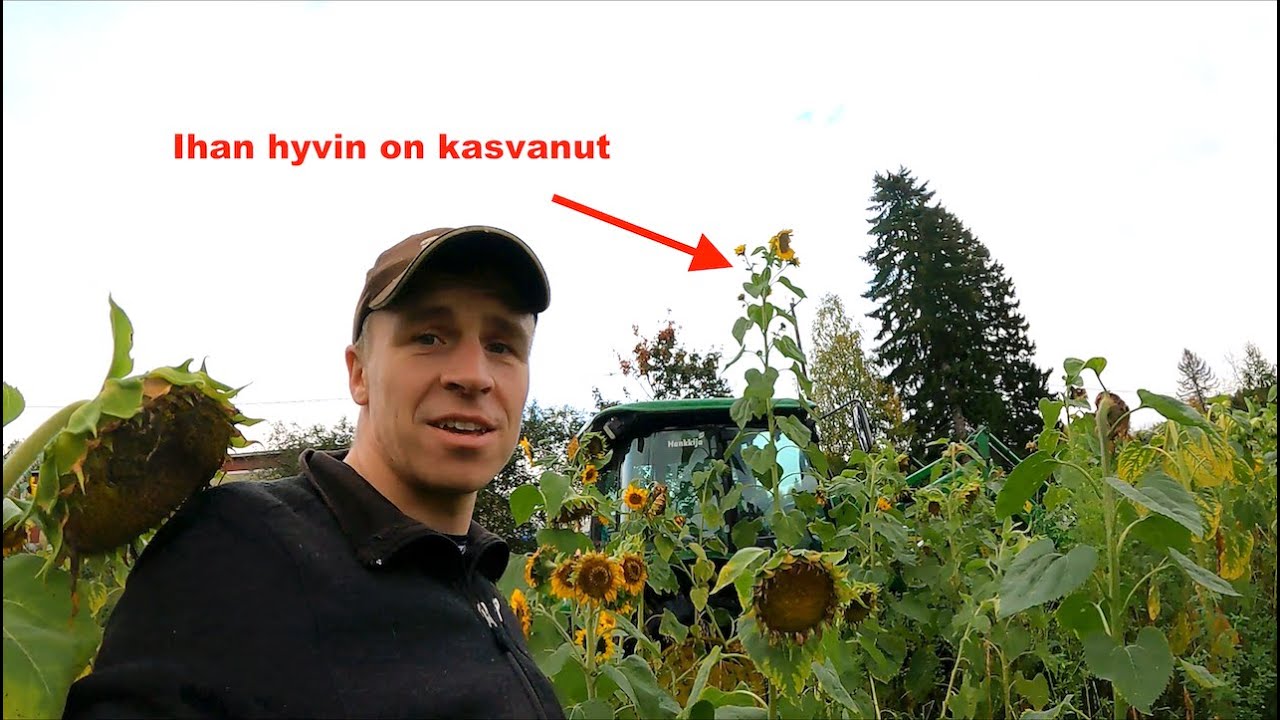 Auringonkukkapellon tarina || John Deere jauhaa viherlannoitusta