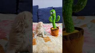 baby cat Playing with dancing cactus toy funny video