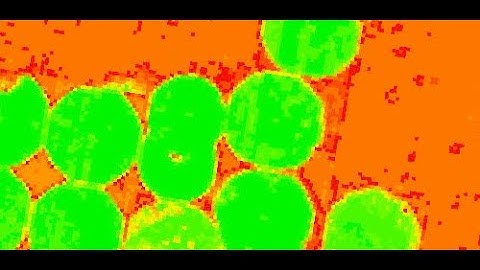 Creating an NDVI Map in ArcGIS: Step-by-Step Guide to Analyze Vegetation Health