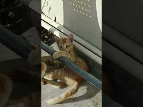 Kitten irritating mama cat