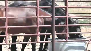 Belgrade non-profit taking in horses endangered by wildfires
