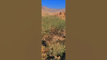 لابغيت اسج من حبها واسلى واتوب 