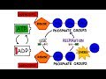 Mastering Energy Release: Electron Transport, ATP, and Cellular Processes