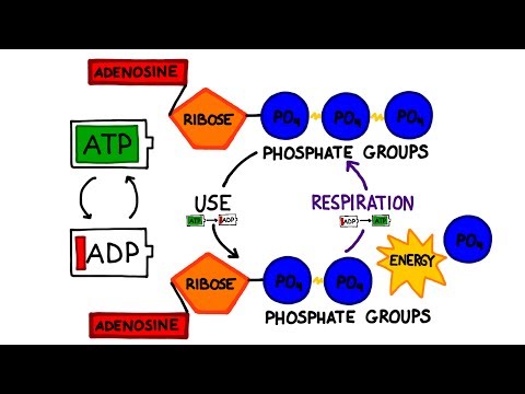 Video: Hoeveel ATP word in fotosintese gebruik?