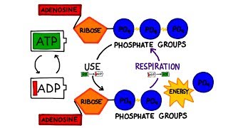 ATP in Photosynthesis