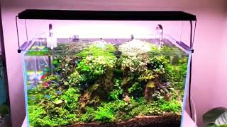 Ada 60Cm Planted Tank Pure Bucephalandra