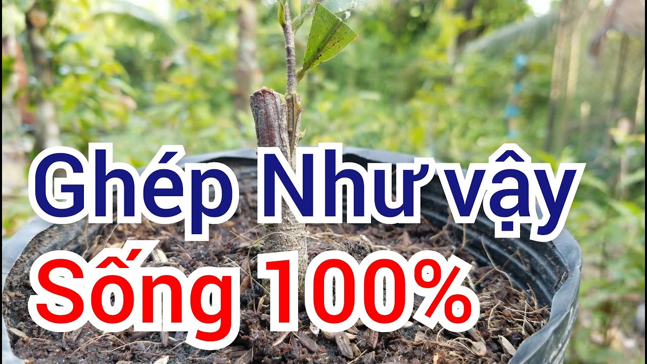 ghép mai giảo thủ đức sống 100%