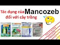 Bạn có biết hoạt chất Mancozeb tác dụng thế nào? | Syngenta | ADC | Corteva | thuốc trừ bệnh