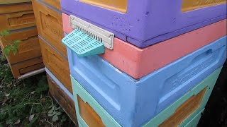 какая влажность в улье, в котором пчелы вентиляцию для зимовки делали сами