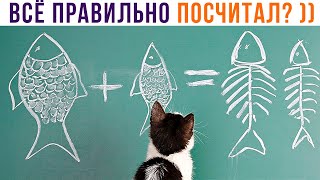 КОТИК-МАТЕМАТИК ))) Приколы с котами | Мемозг 1140