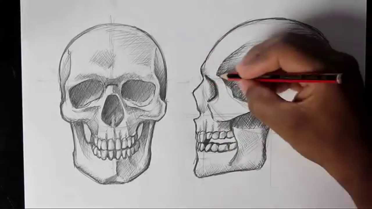 human skull profile