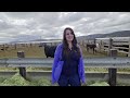 'Unique and rare' 2-headed calf delivered stillborn at Parowan ranch