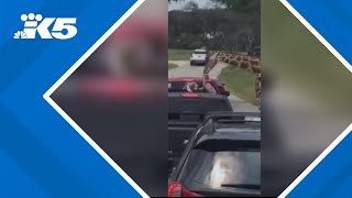 Giraffe grabs 2-year-old girl out of pick-up truck at Texas drive-thru safari