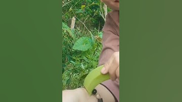 Cây thuốc - công dụng của trái chuối xanh #shorts #thanhdongvlog