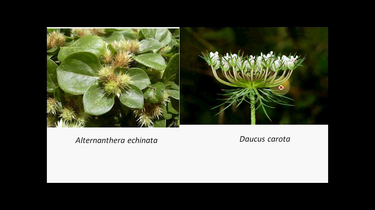 WEED CHARACTER 1 II #upsc   #mains #agriculture #optional #paper1#by  #agri  #silvi