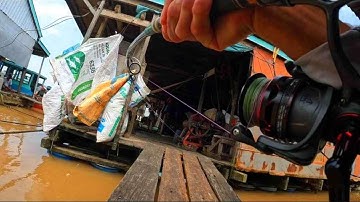 Câu Cá Vồ Đém Mùa Nước Nổi #31 || Đầu Mùa Nước Đổ Cá Ăn Nhát .