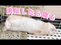 朝の部屋んぽ後 齧って遊んで満足したら寝るうさぎw