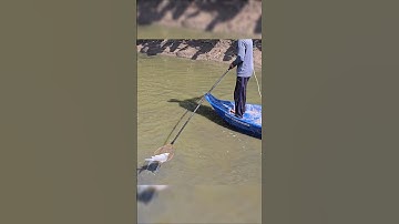 Đi kích cá gặp toàn cá khủng vớt cong vợt #kichca #fishing #shorts