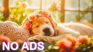 12 Hours Of Relaxing Music For Dogs 🎼 Soft Healing Sounds For Dogs 🐕 Helps Reduce Anxiety 💗 screenshot 5