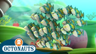 Octonauts  Humuhumus & The Electric Torpedo Rays | Cartoons for Kids | Underwater Sea Education