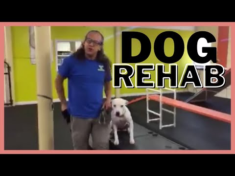 Fear/anxious/nervous/aggressive dog rehab strategy