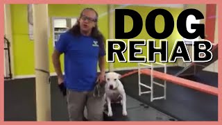 Fear/anxious/nervous/aggressive dog rehab strategy