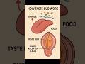 How Taste Buds Work | Human Tongue Function Explained|#shorts|#sciencevideo