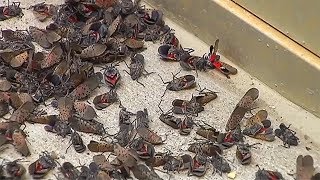 Spotted lanternflies are invading this city