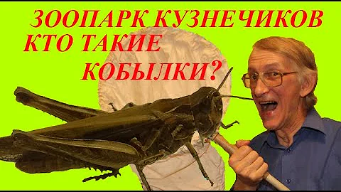 Зоопарк Кузнечиков и Кобылок. Вам Интересно? Кобылки - Кто Это? Школа Энтомолога.