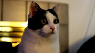 Another Day w/Mama Cat