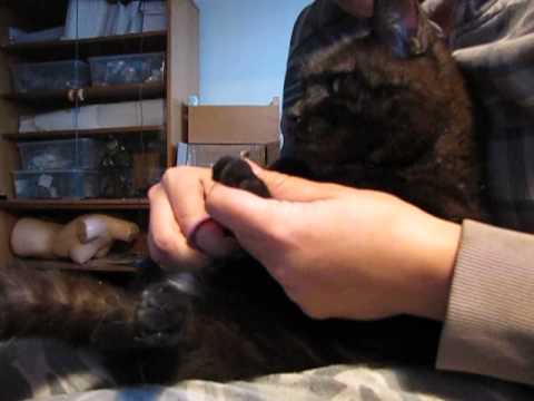 Video: Jak Zacházet S Ledvinami U Koček