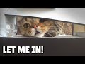 Cats vs Cat Vending Machine | Kittisaurus