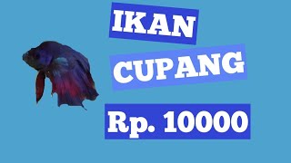 IKAN CUPANG Rp.10000 ...