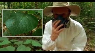 Top 5 Plants You Can't Even Touch by Dope Facts 1,446 views 6 years ago 4 minutes