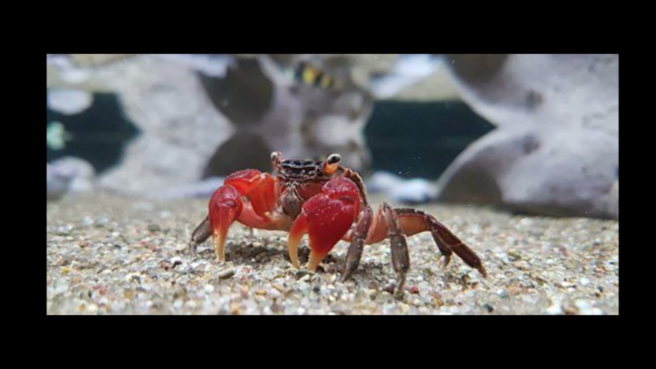 Red claw crab care guide YouTube