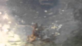 Duck Dive with a Go pro